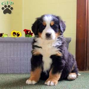 Iris, Bernese Mountain Dog Puppy