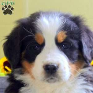 Iris, Bernese Mountain Dog Puppy