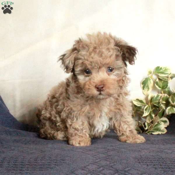 Irving, Toy Poodle Puppy