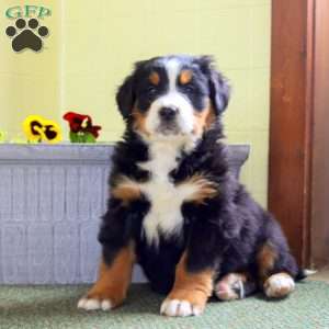 Isaac, Bernese Mountain Dog Puppy