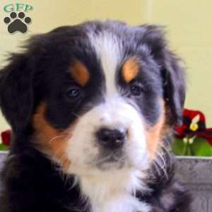 Isaac, Bernese Mountain Dog Puppy