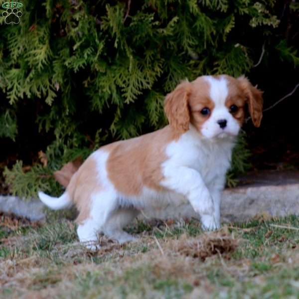 Isaac, Cavalier King Charles Spaniel Puppy