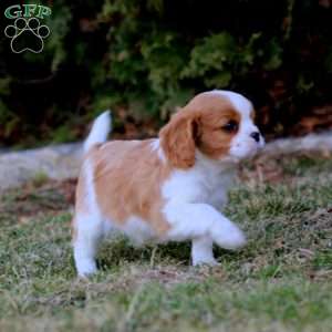 Isaac, Cavalier King Charles Spaniel Puppy