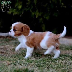 Isaac, Cavalier King Charles Spaniel Puppy