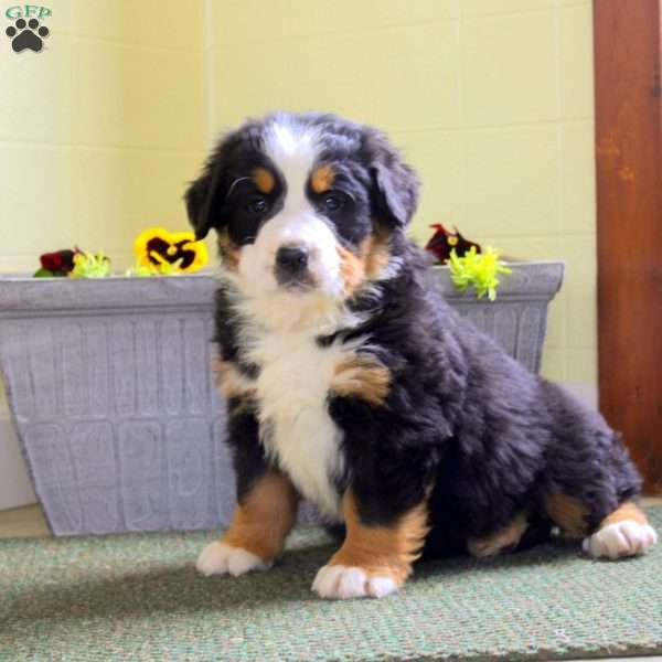 Isaiah, Bernese Mountain Dog Puppy