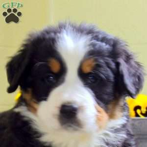 Isaiah, Bernese Mountain Dog Puppy