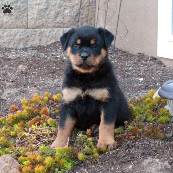 Isla, Rottweiler Puppy