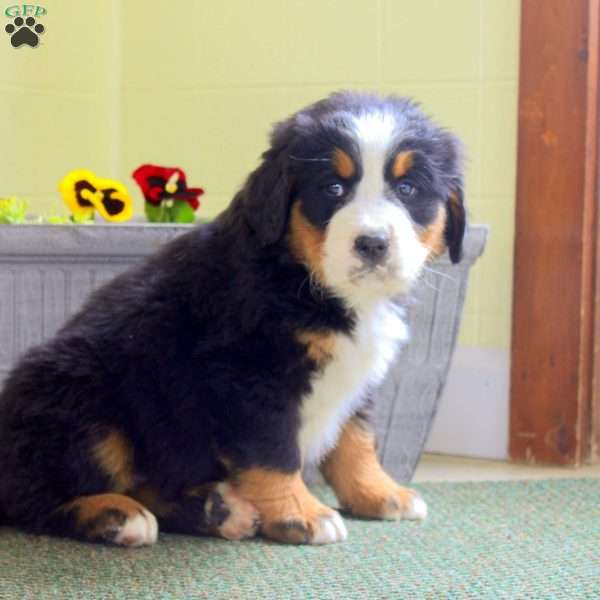 Isla, Bernese Mountain Dog Puppy