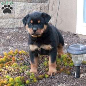 Isla, Rottweiler Puppy