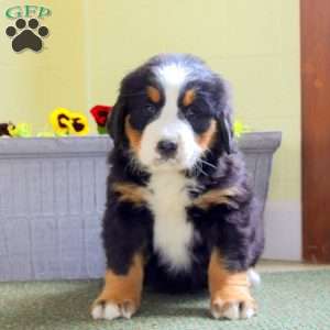 Isla, Bernese Mountain Dog Puppy