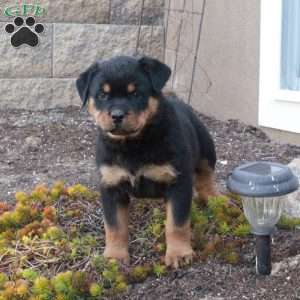 Isla, Rottweiler Puppy