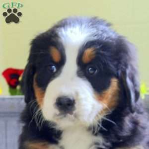 Isla, Bernese Mountain Dog Puppy