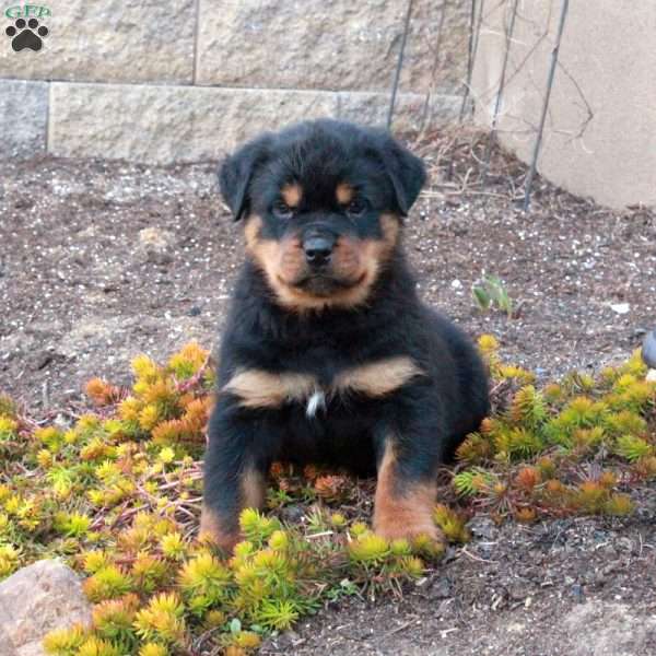 Ivan, Rottweiler Puppy