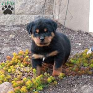 Ivan, Rottweiler Puppy