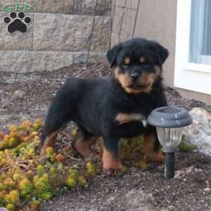 Ivan, Rottweiler Puppy