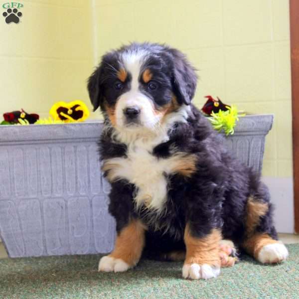 Ivory, Bernese Mountain Dog Puppy