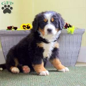 Ivory, Bernese Mountain Dog Puppy