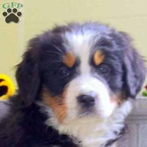 Ivory, Bernese Mountain Dog Puppy