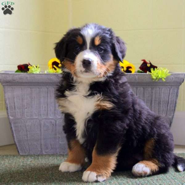 Ivy, Bernese Mountain Dog Puppy