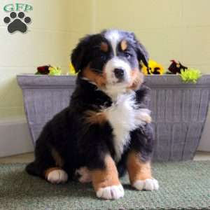 Ivy, Bernese Mountain Dog Puppy