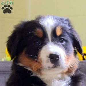 Ivy, Bernese Mountain Dog Puppy