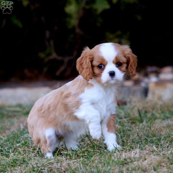 Ivy, Cavalier King Charles Spaniel Puppy