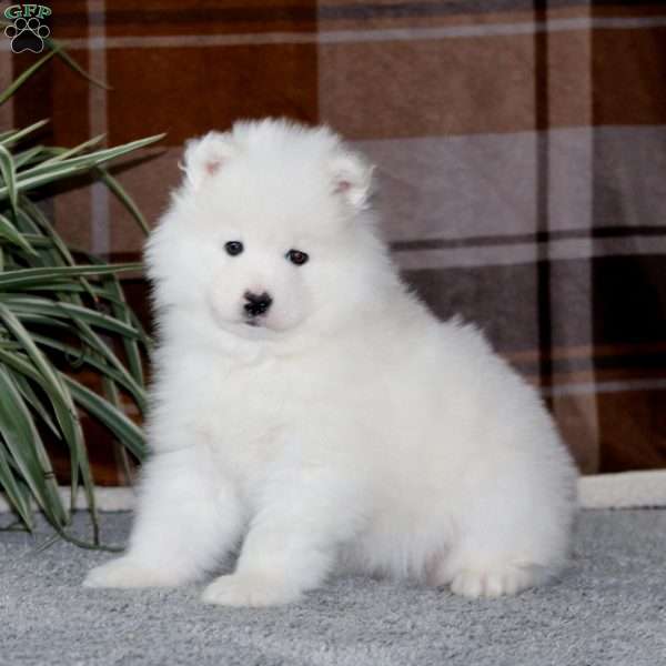 Ivy, Samoyed Puppy