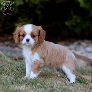 Ivy, Cavalier King Charles Spaniel Puppy