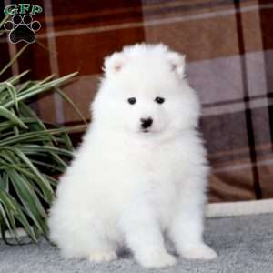 Ivy, Samoyed Puppy