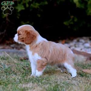 Ivy, Cavalier King Charles Spaniel Puppy