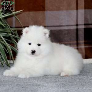 Ivy, Samoyed Puppy