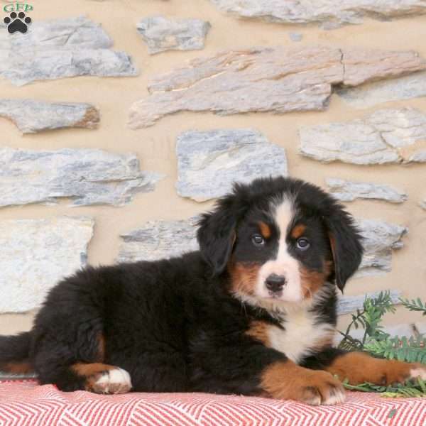 Jace, Bernese Mountain Dog Puppy