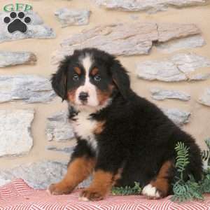 Jace, Bernese Mountain Dog Puppy