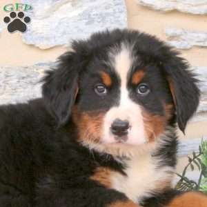 Jace, Bernese Mountain Dog Puppy