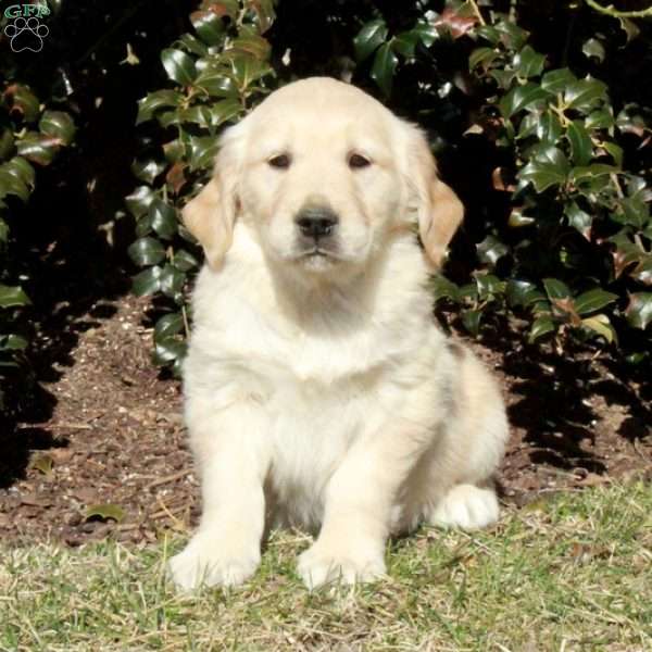 Jack, Golden Retriever Puppy