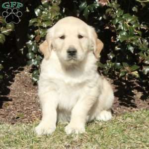 Jack, Golden Retriever Puppy