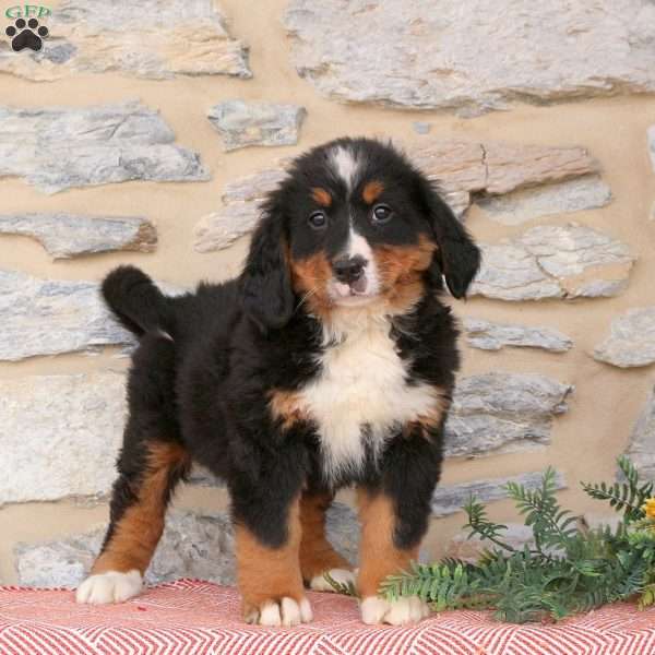 Jackie, Bernese Mountain Dog Puppy