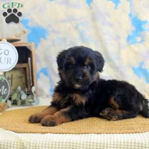 Jackie, Mini Bernedoodle Puppy
