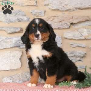 Jackie, Bernese Mountain Dog Puppy