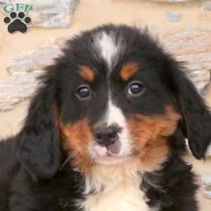 Jackie, Bernese Mountain Dog Puppy