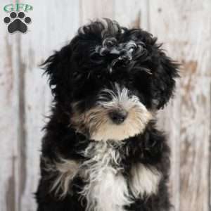 Jackson, Mini Bernedoodle Puppy