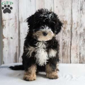 Jackson, Mini Bernedoodle Puppy