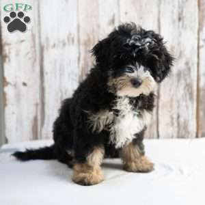 Jackson, Mini Bernedoodle Puppy