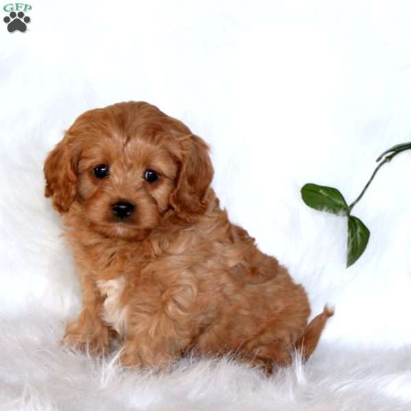 Jackson, Cavapoo Puppy