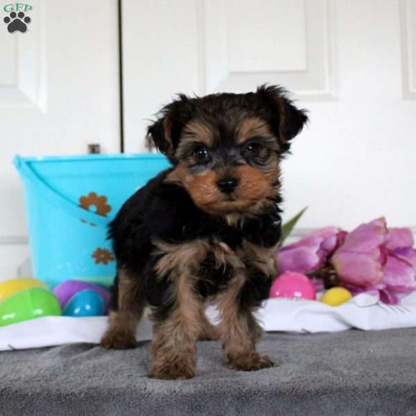 Jackson, Yorkie Puppy