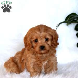 Jackson, Cavapoo Puppy