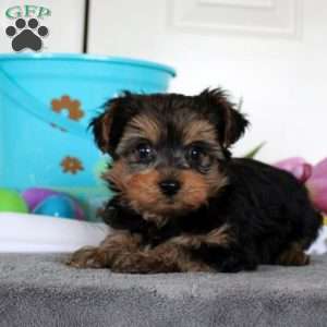 Jackson, Yorkie Puppy