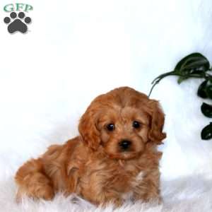 Jackson, Cavapoo Puppy