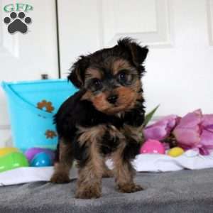 Jackson, Yorkie Puppy