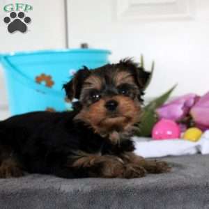 Jackson, Yorkie Puppy